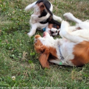 Photo de Cavalier king charles spaniel