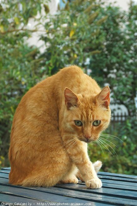 Photo d'European shorthair