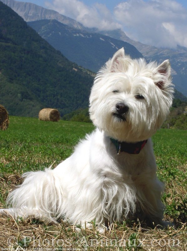 Photo de West highland white terrier