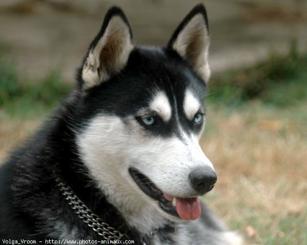 Photo de Husky siberien