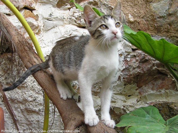 Photo de Chat domestique