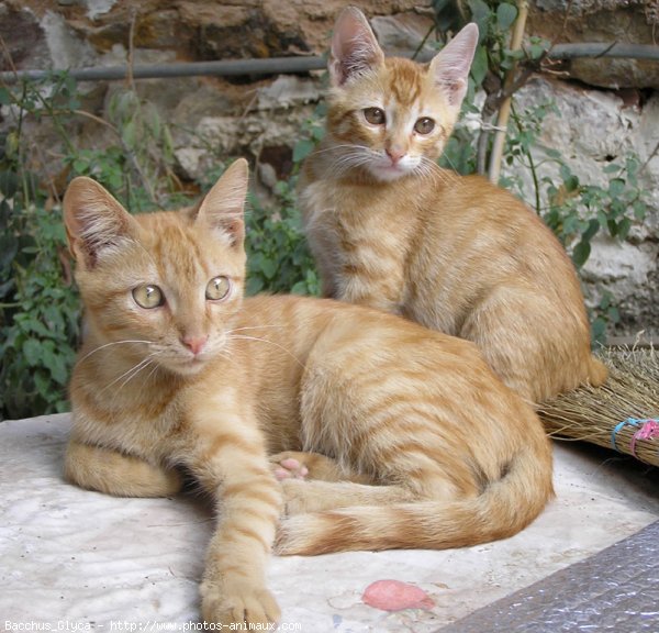 Photo de Chat domestique