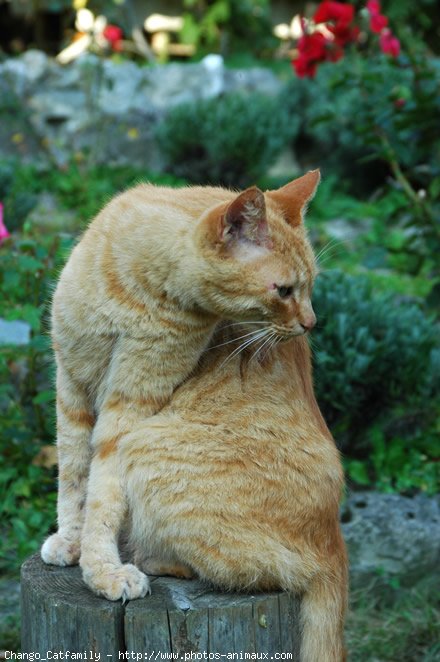 Photo d'European shorthair