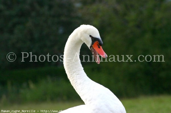 Photo de Cygne