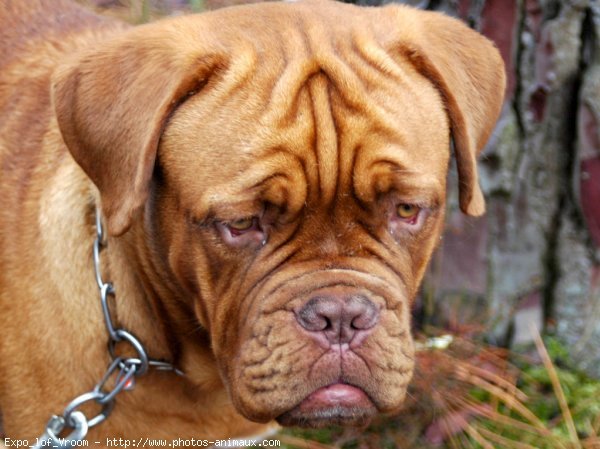 Photo de Dogue de bordeaux