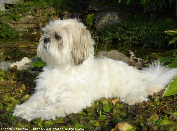 Photo de Shih tzu