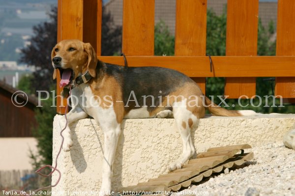 Photo de Beagle-harrier