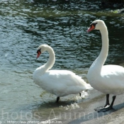 Photo de Cygne