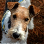 Photo de Fox terrier  poil dur