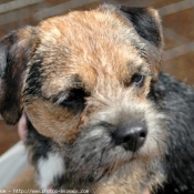 Photo de Border terrier