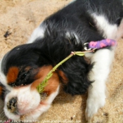 Photo de Cavalier king charles spaniel