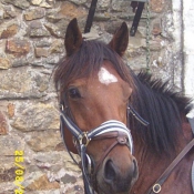 Photo de Poney franais de selle