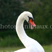 Photo de Cygne