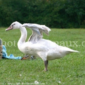 Photo de Cygne