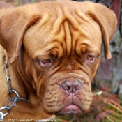 Photo de Dogue de bordeaux