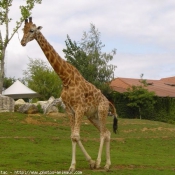 Photo de Girafe