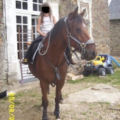 Photo de Poney franais de selle