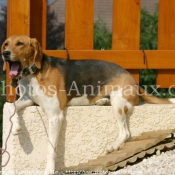 Photo de Beagle-harrier