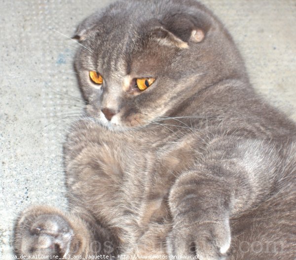 Photo de Scottish fold