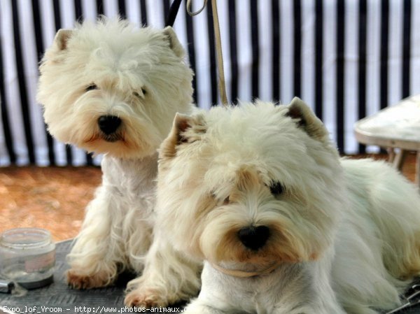 Photo de West highland white terrier