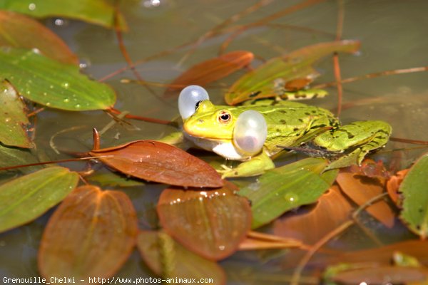 Photo de Grenouille