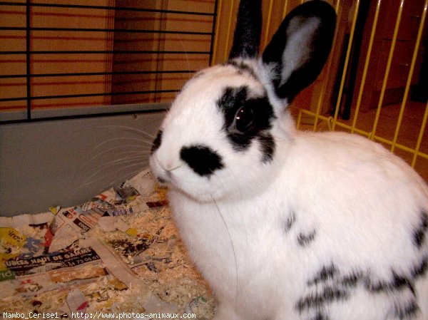 Photo de Lapin