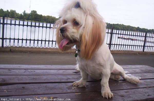 Photo de Lhassa apso