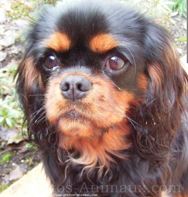 Photo de Cavalier king charles spaniel