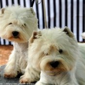 Photo de West highland white terrier