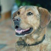 Photo de Labrador retriever