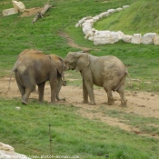 Photo d'Elphant d'afrique