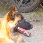 Photo de Berger belge malinois