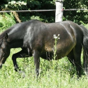 Photo de Races diffrentes