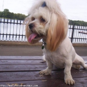 Photo de Lhassa apso