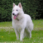 Photo de Berger blanc suisse