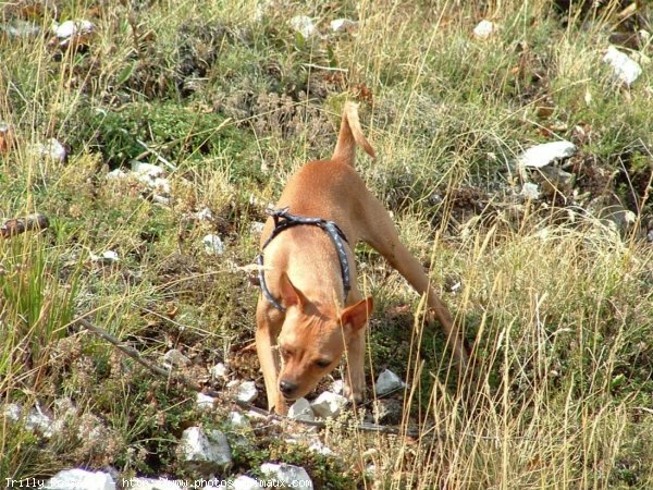 Photo de Pinscher nain