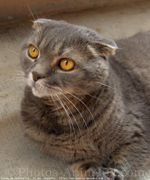 Photo de Scottish fold