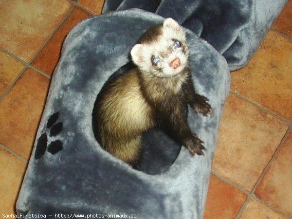 Photo de Furet