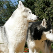 Photo de Husky siberien