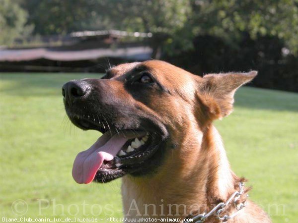 Photo de Berger belge malinois