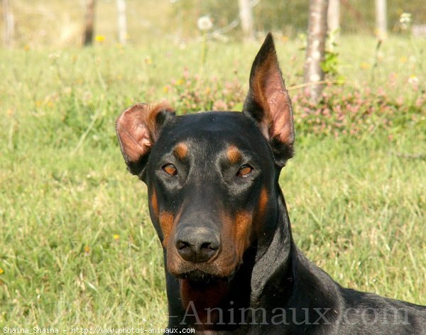 Photo de Dobermann