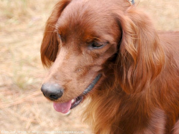 Photo de Setter irlandais rouge