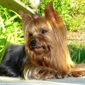 Photo de Yorkshire terrier