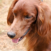 Photo de Setter irlandais rouge