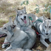 Photo de Chien-loup de saarloos