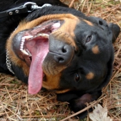 Photo de Rottweiler