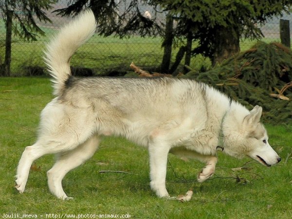 Photo de Husky siberien