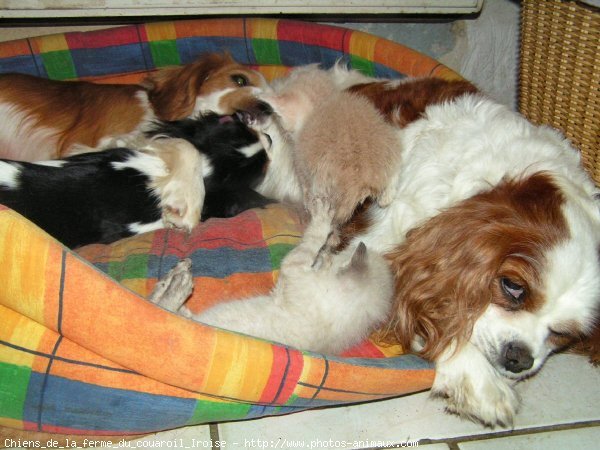 Photo de Cavalier king charles spaniel