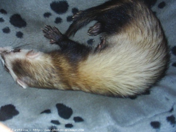 Photo de Furet