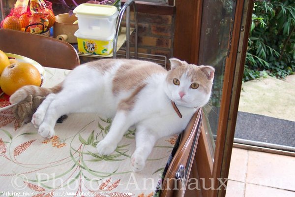 Photo de Scottish fold